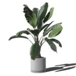 Front View of Ficus in Minimal Pot Mockup