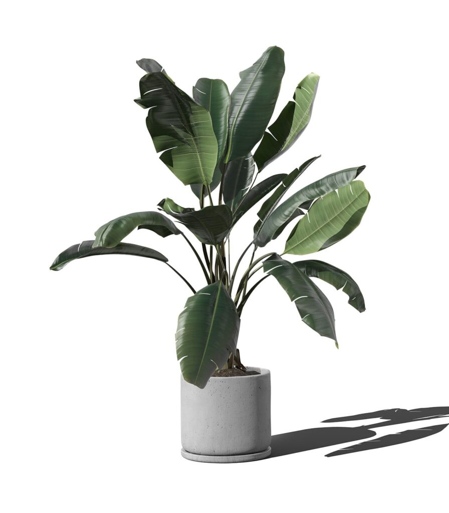 Front View of Ficus in Minimal Pot Mockup