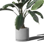 Front View of Ficus in Minimal Pot Mockup