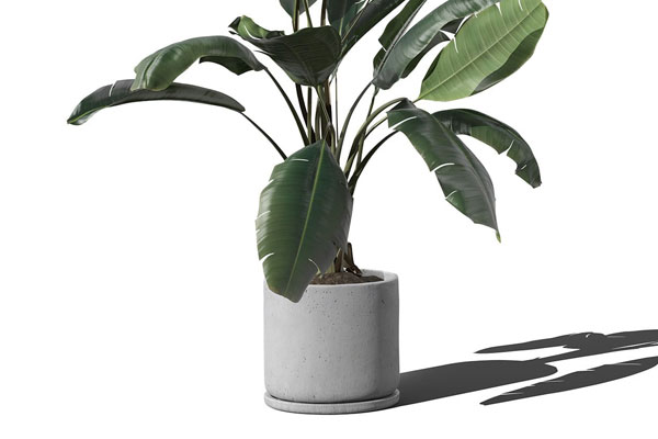 Front View of Ficus in Minimal Pot Mockup