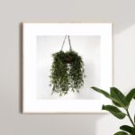 Front View Square Poster Frame on Wall Mockup with Plant