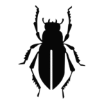 Scarabeo